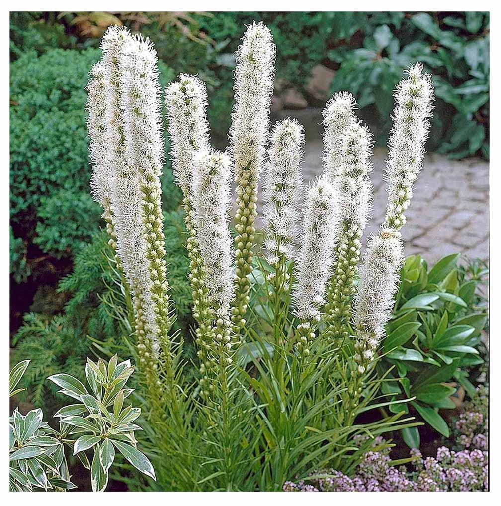Marde Ross White Liatris Spicata