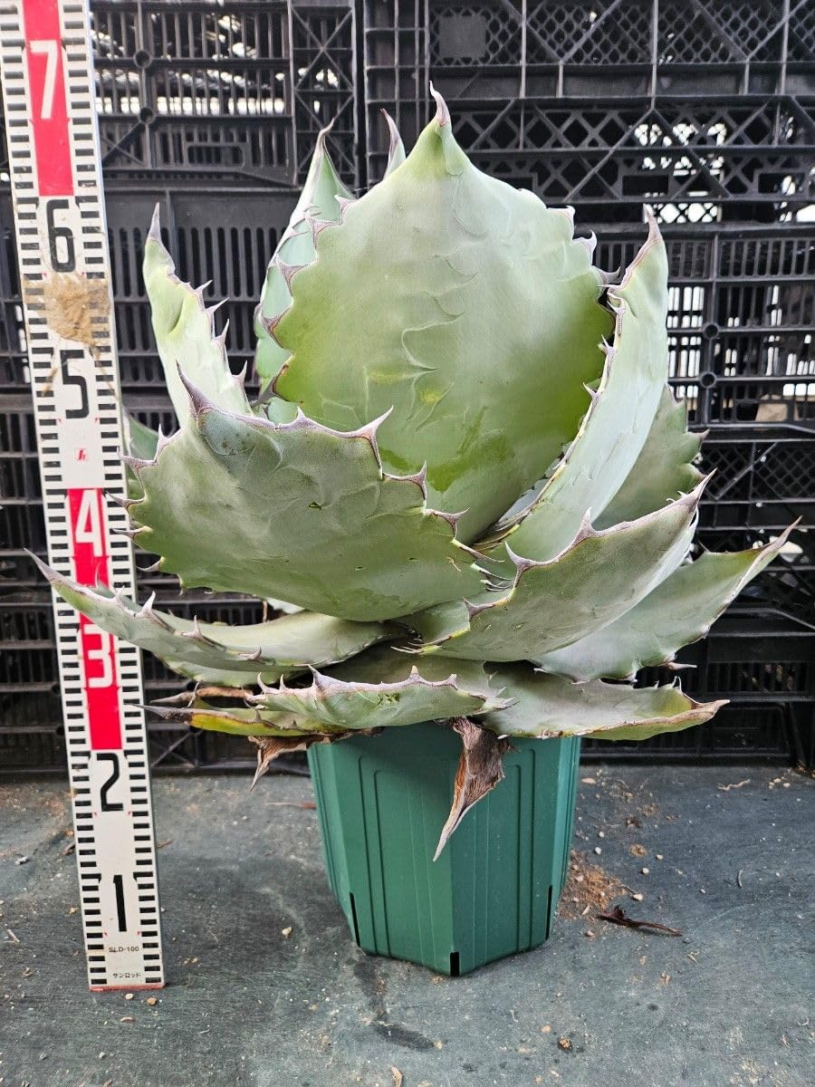 アガベ ハイブリッド ブルーグロー✖コロラータ 大株 特大株 アガベ