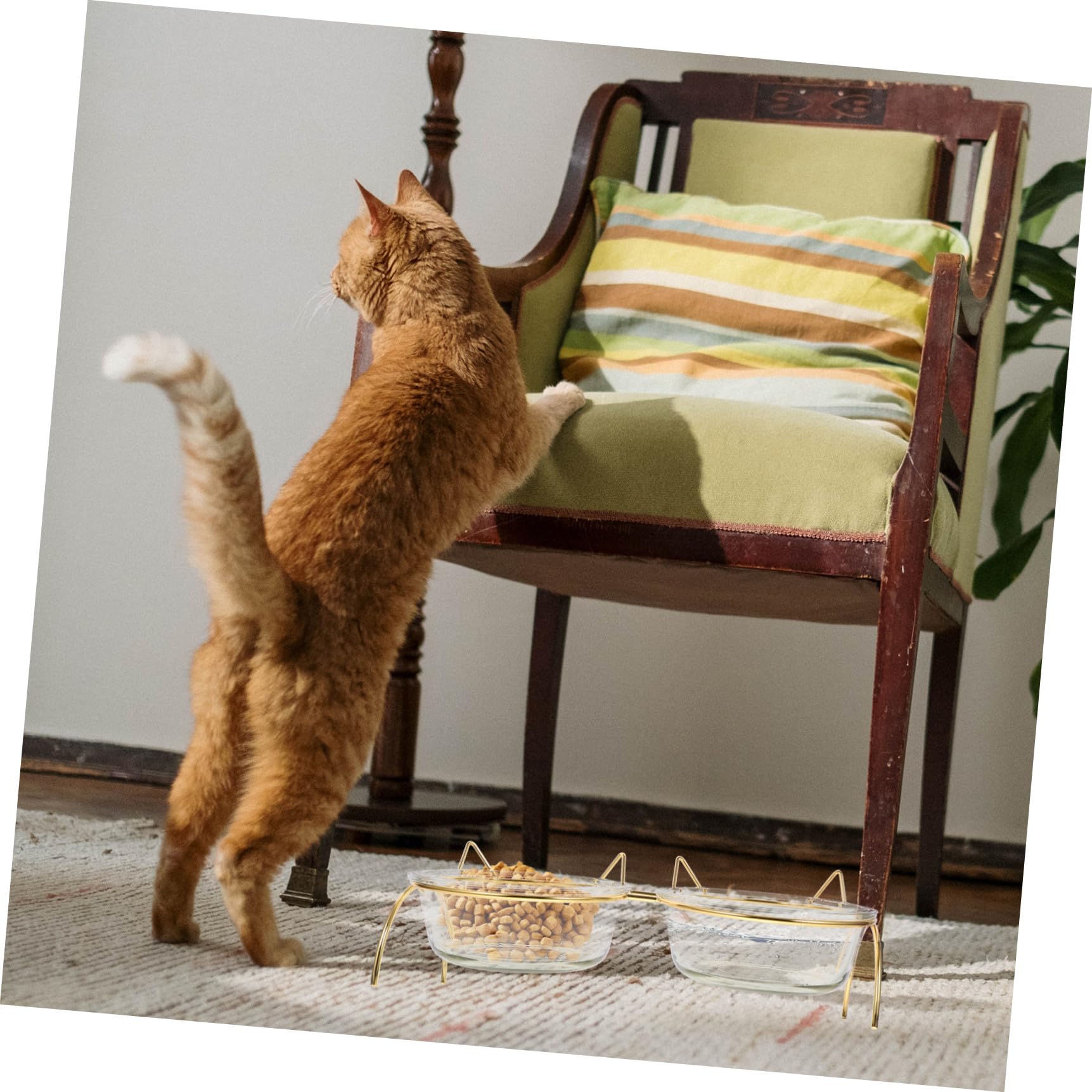 Glas Erhöhter Katzennapf Hilft bei Verdauung mit Nackenschutz Geneigter Futterschale für Katzen und Kleine Hunde