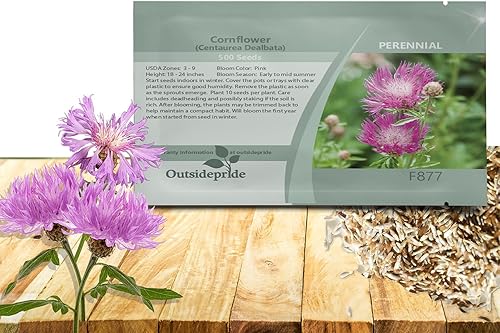 Outsidepride Cornflower Dealbata Bachelor's Button Semillas de flores silvestres - 1000 semillas