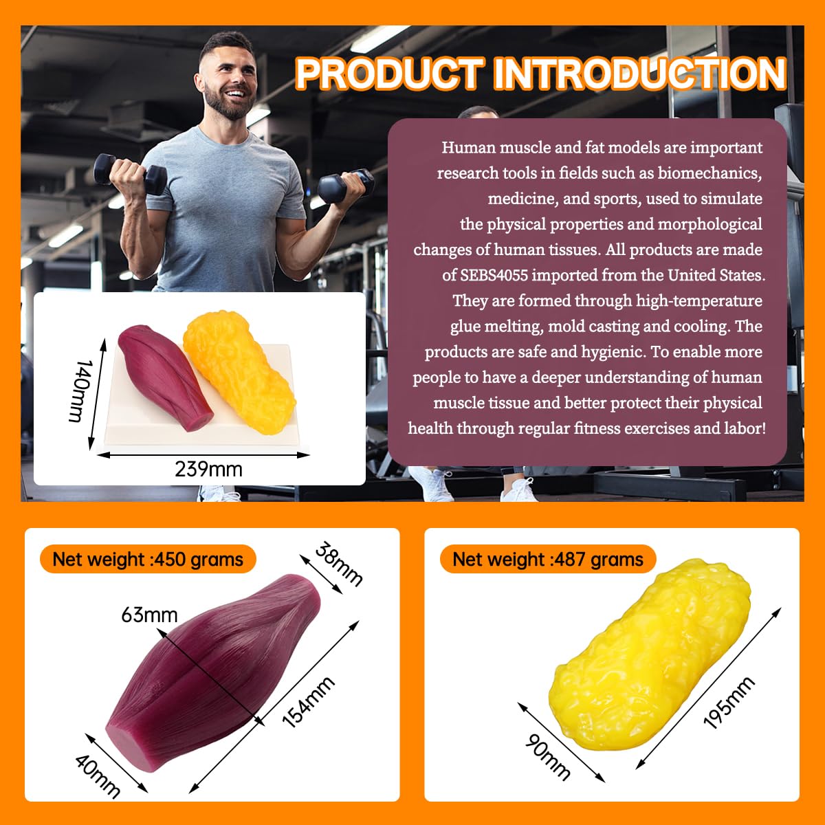 Human Body Muscle 1lb & Fat Replica 1lb with Display Base,Realistic Anatomic Muscle Tissue & Fat Model for Gym, Hospitals, Schools Teaching Fat Muscle Presentation