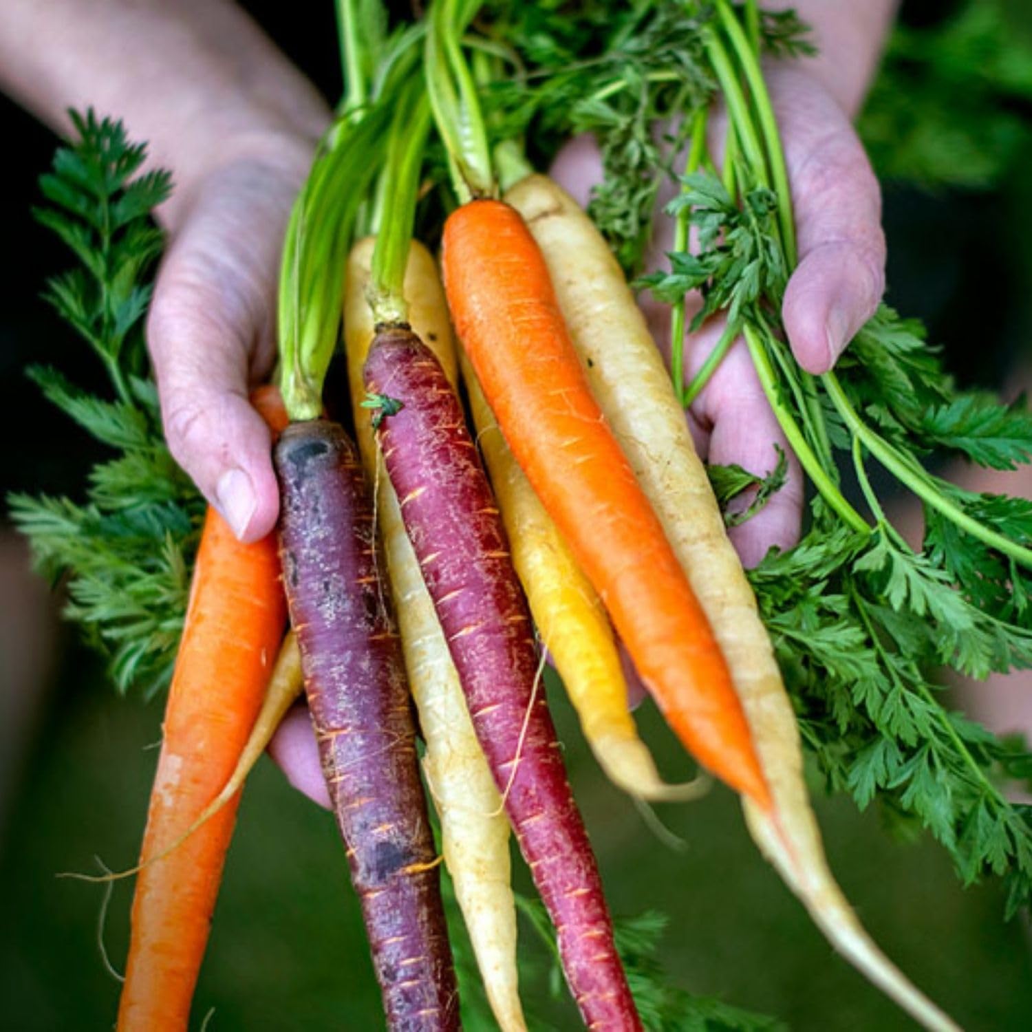 Organic Baby Food Pouches