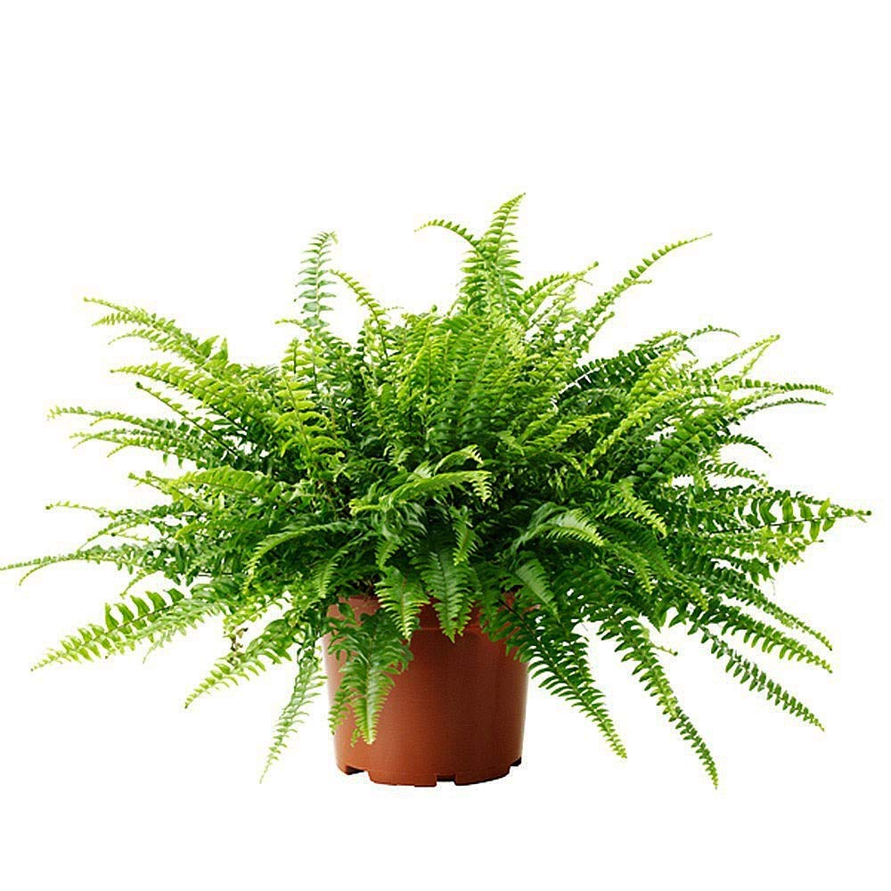 Carbeth Plants Boston Fern 'Green Lady' Nephrolepis Exaltata in a 12cm Pot
