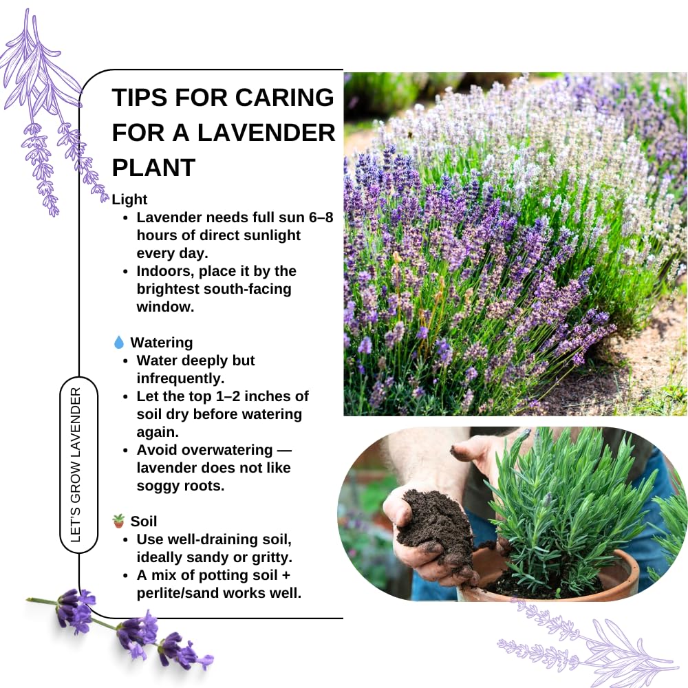 Amazon.com : Pack 4 Lavender Plants Live, Lavandula Perennial Plants, 4-8"  Height, Fragrant Perennial Flowers, No Pot (Mix Lavender) : Patio, Lawn &  Garden