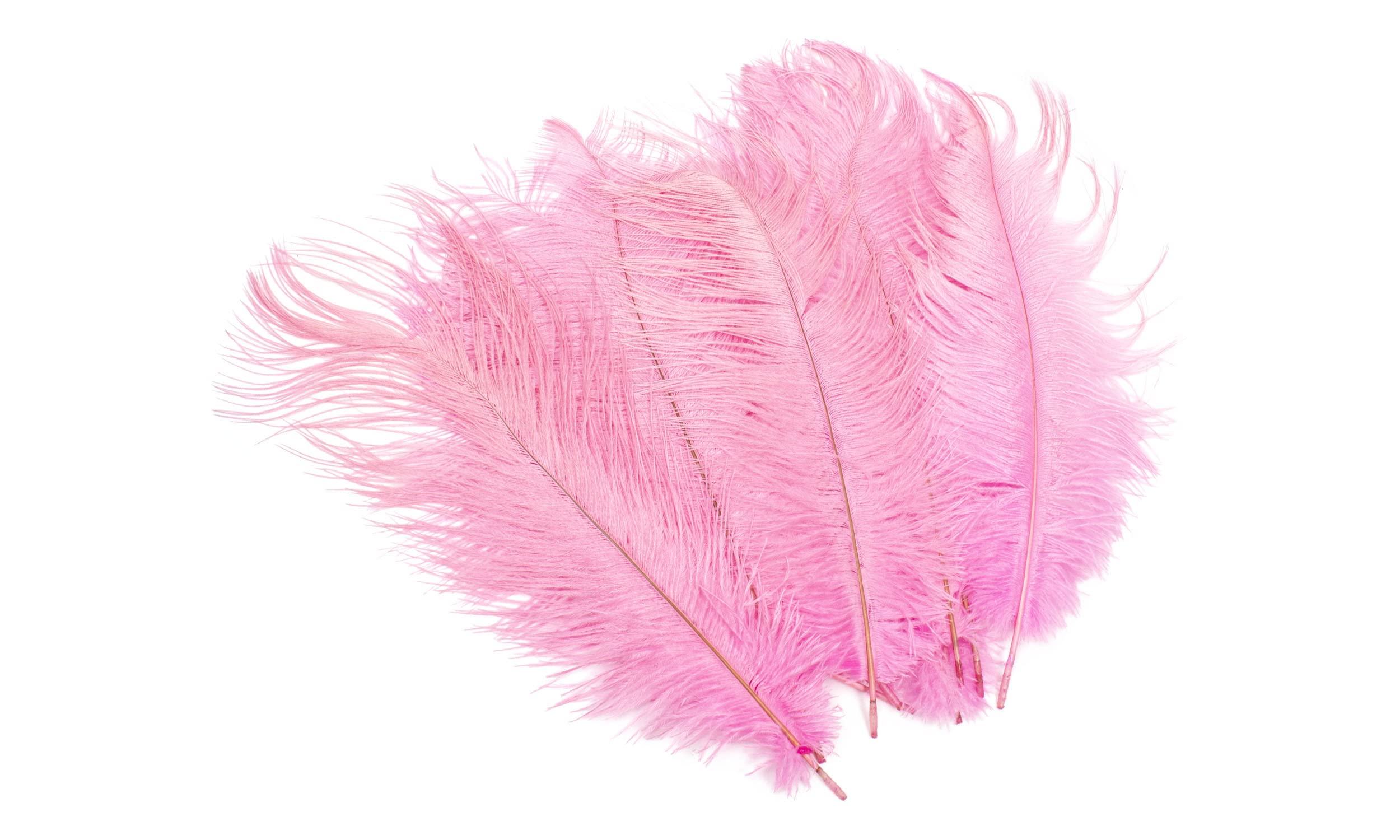 Ostrich Feather Plumes 12