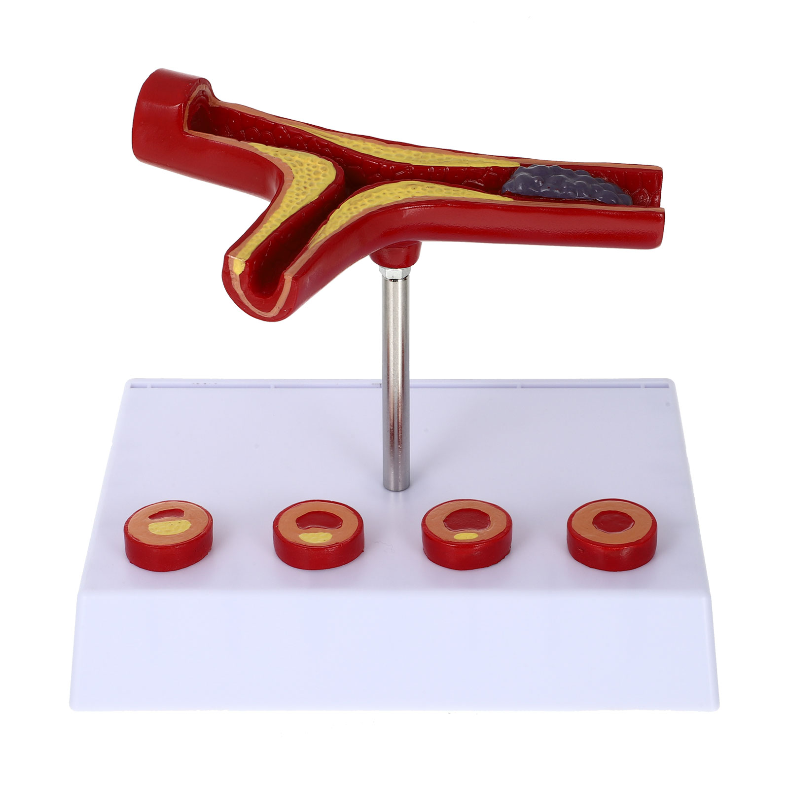 Image of Gatuida Human Blood Vessel Model Vascular Model PVC Tool Human Body Human Cardiovascular Model