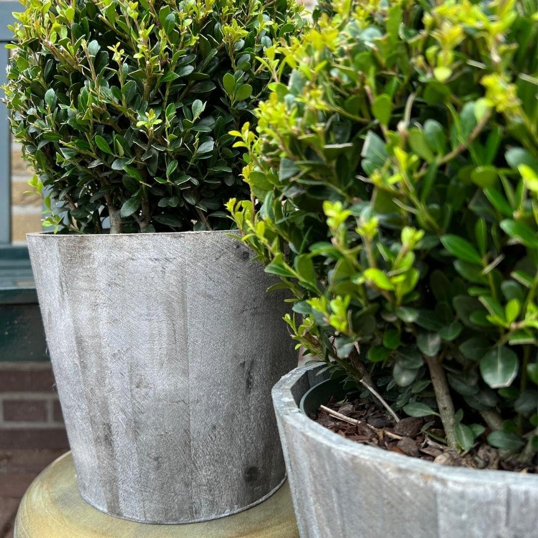 Plants by Frank El | verdadera planta de acebo en forma esférica | 2x bulbo Ilex crenata 'Jenny' en maceta de madera | juego de 2 piezas | 20 cm Ø de diámetro | sustituto de boj | Ilex | plantas de