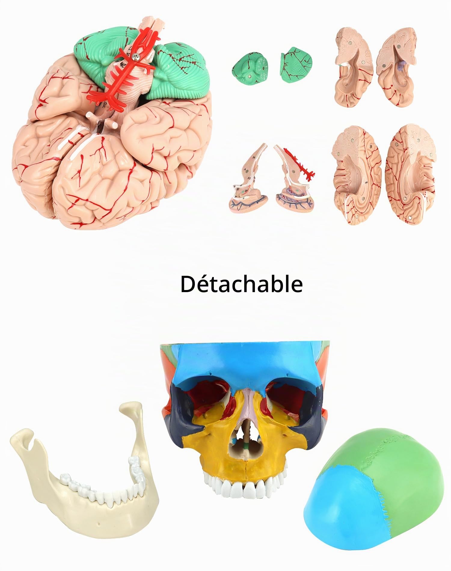 QWORK® 1:1 taille réelle Modèle de crâne anatomique en 3 parties et Modèle de cerveau en 8 parties avec chiffres