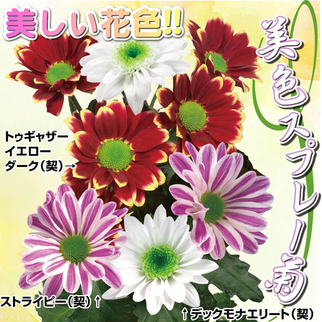 Amazon.co.jp: 菊苗 菊苗 美色スプレー菊セット 3種6株 / 国華園 25