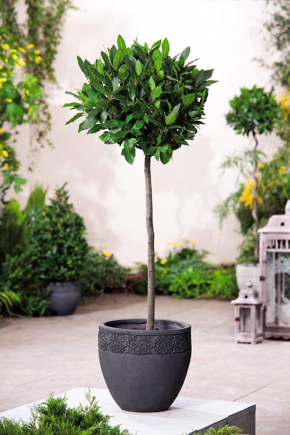 Laurus nobilis Bay Tree | Standard Stemmed Bay Laurel Plant in 17cm Pot | Aromatic Evergreen Culinary Herb for Containers | Hardy Patio Focal Point,1x 17cm Potted Plant by Thompson and Morgan