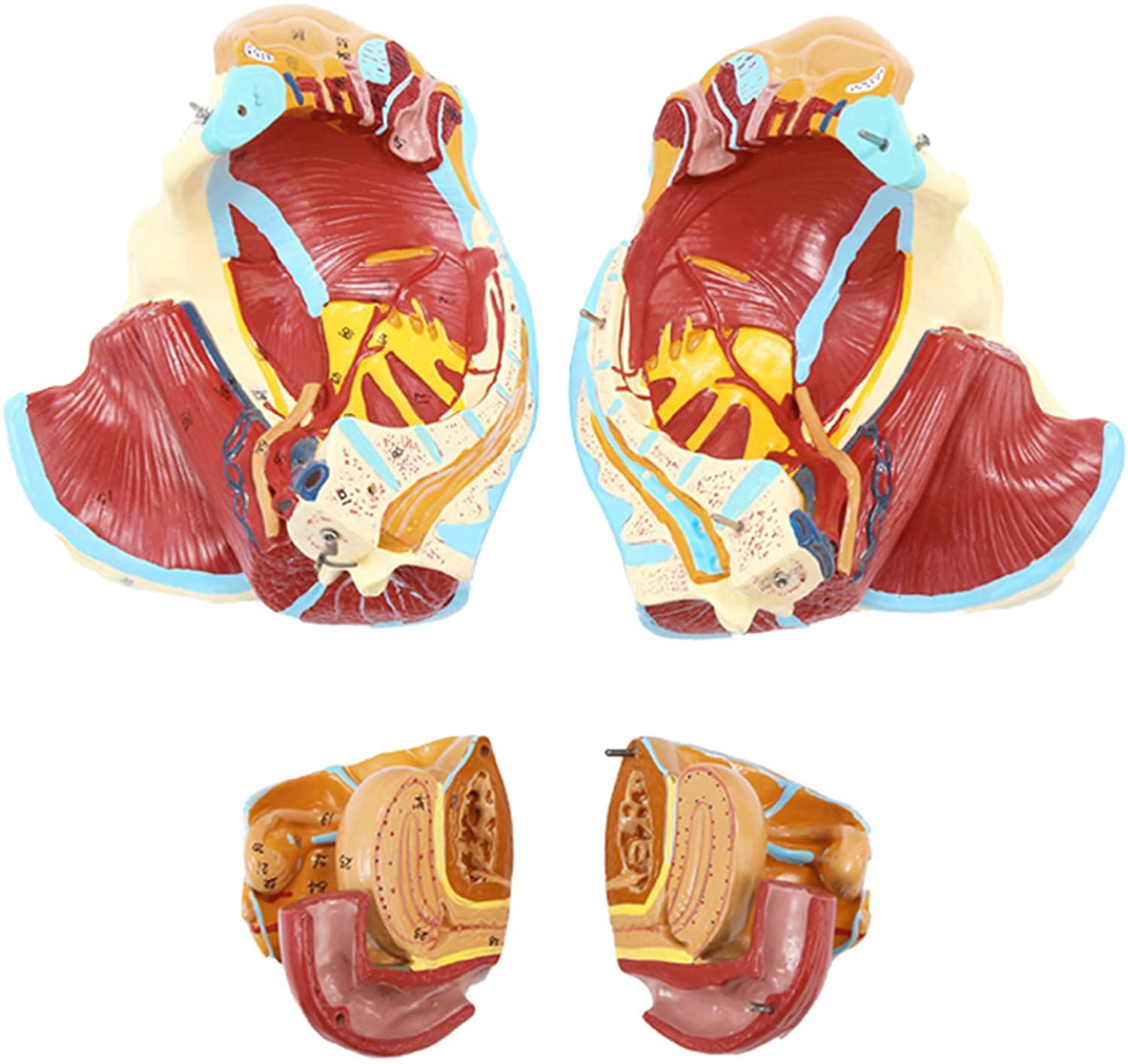 Kobiecy Model Miednicy, Medyczna Miednica Anatomiczna, Mięśnie Nerwów Naczyniowych, Model Anatomiczny, Anatomiczny Model Narządów Ludzkich