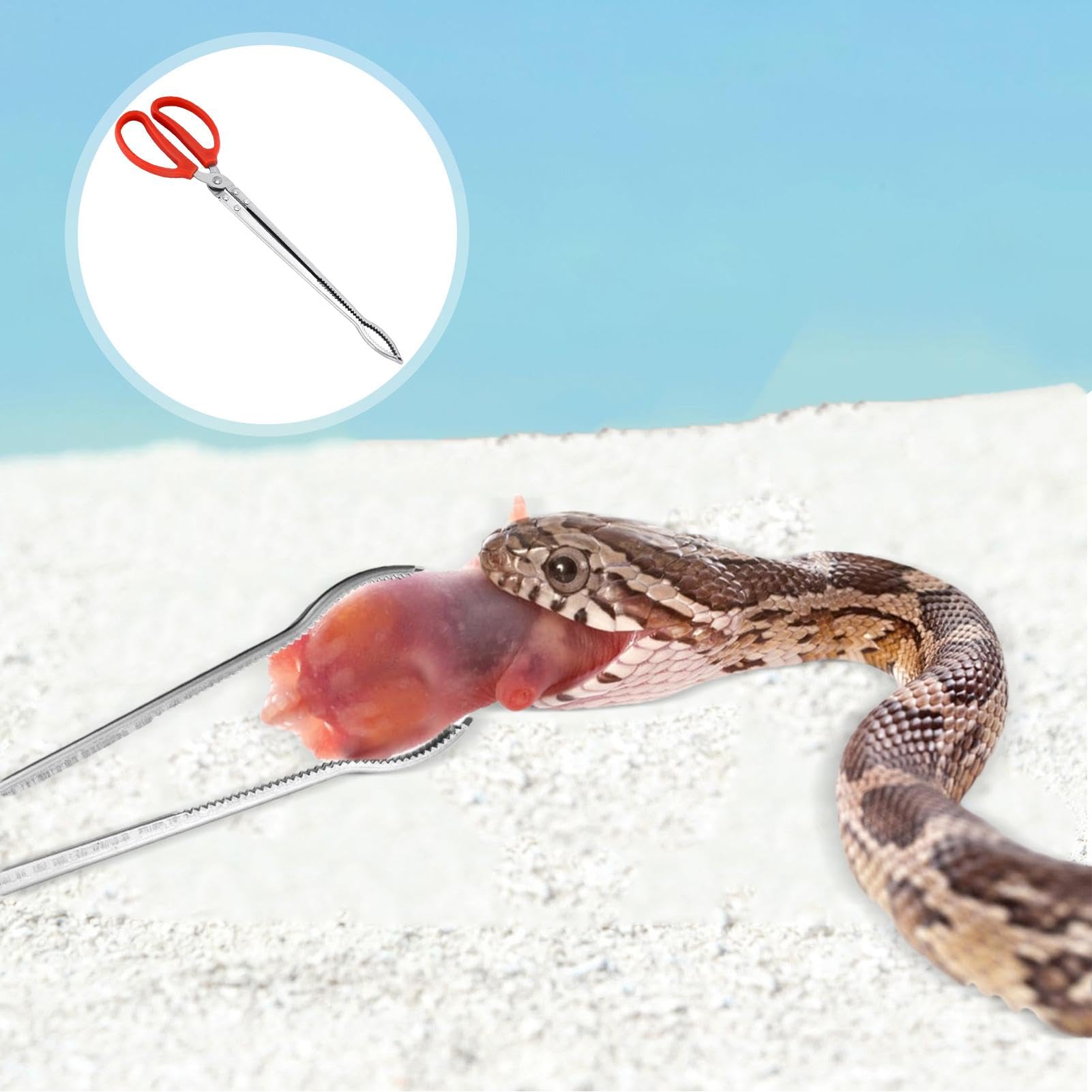 Pince À Nourriture Les Reptiles - 38cm Extra Longues Pince À Nourriture Reptile - Pince pour Nourriture Serpent | pour Terrarium Pythons Boule De Maïs Axolotl Dragon Barbu Fournitures