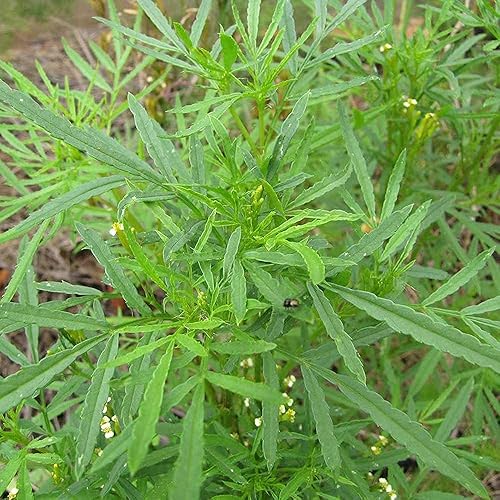 Huacatay Semillas de Perejil, Hierba Peruana y Culinaria de Menta Negra Tagetes Minuta, 100 Semillas para Plantar, Reliquia, Polinización Abierta,