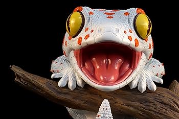 71WqhvJiAVL._AC_UF350,