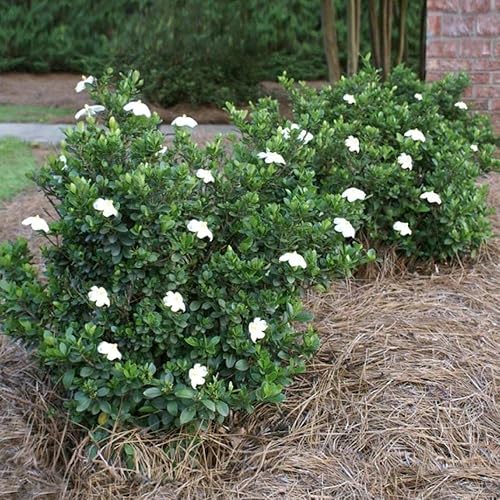 Miniatura 7 de Gardenia Radicans Dwarf  10 plantas vivas  Arbusto floreciente fragante  Gardenia Jasminoides Cape Jasmine