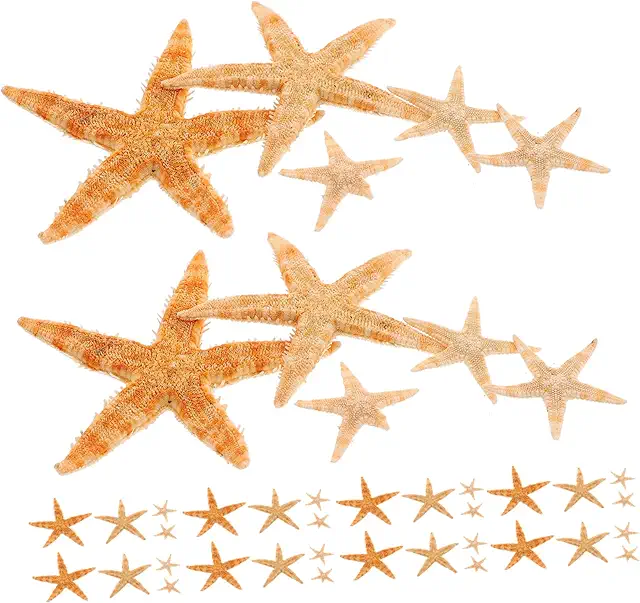 EXCEART 100 Conchiglie Stelle Marine Naturali per Terrari e Acquari Decorazione