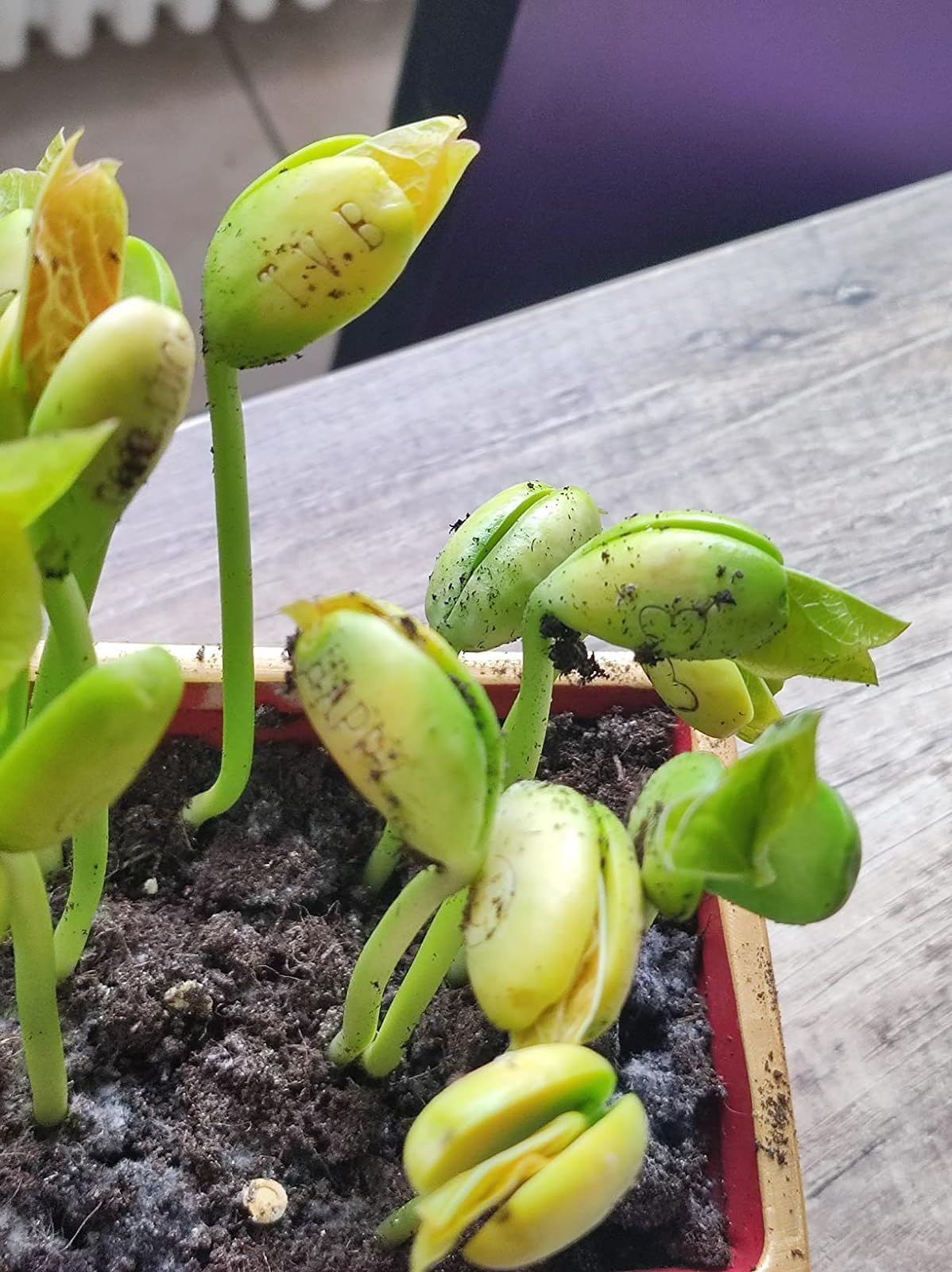 J&J Opakowanie z 100 nasionami magicznych ziaren Magic Bean Magic Beans pomysł na prezent, powtórzenie, ciekawość, pomysł na prezent do domu, bingo, przyjęcie bożonarodzeniowe, szczególna wiadomość