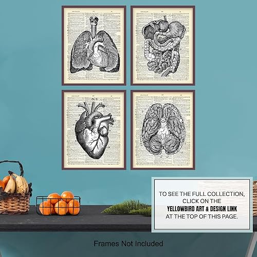 Miniatura 7 de Corazón, pulmones, cerebro, órganos de anatomía intestinal Diccionario reciclado, impresiones artísticas de pared para clínica médica, oficina,