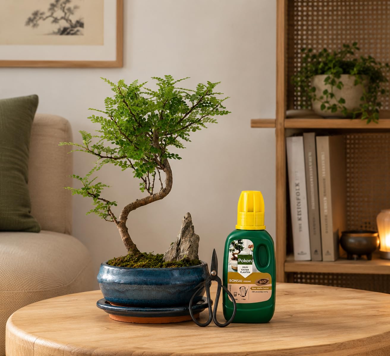 Pfefferbaum Bonsai Anfänger Set – Zanthoxylum piperitum 25–30 cm Höhe im 16 cm Topf mit Untersetzer, 250 ml Pokon Dünger & Bonsaischere