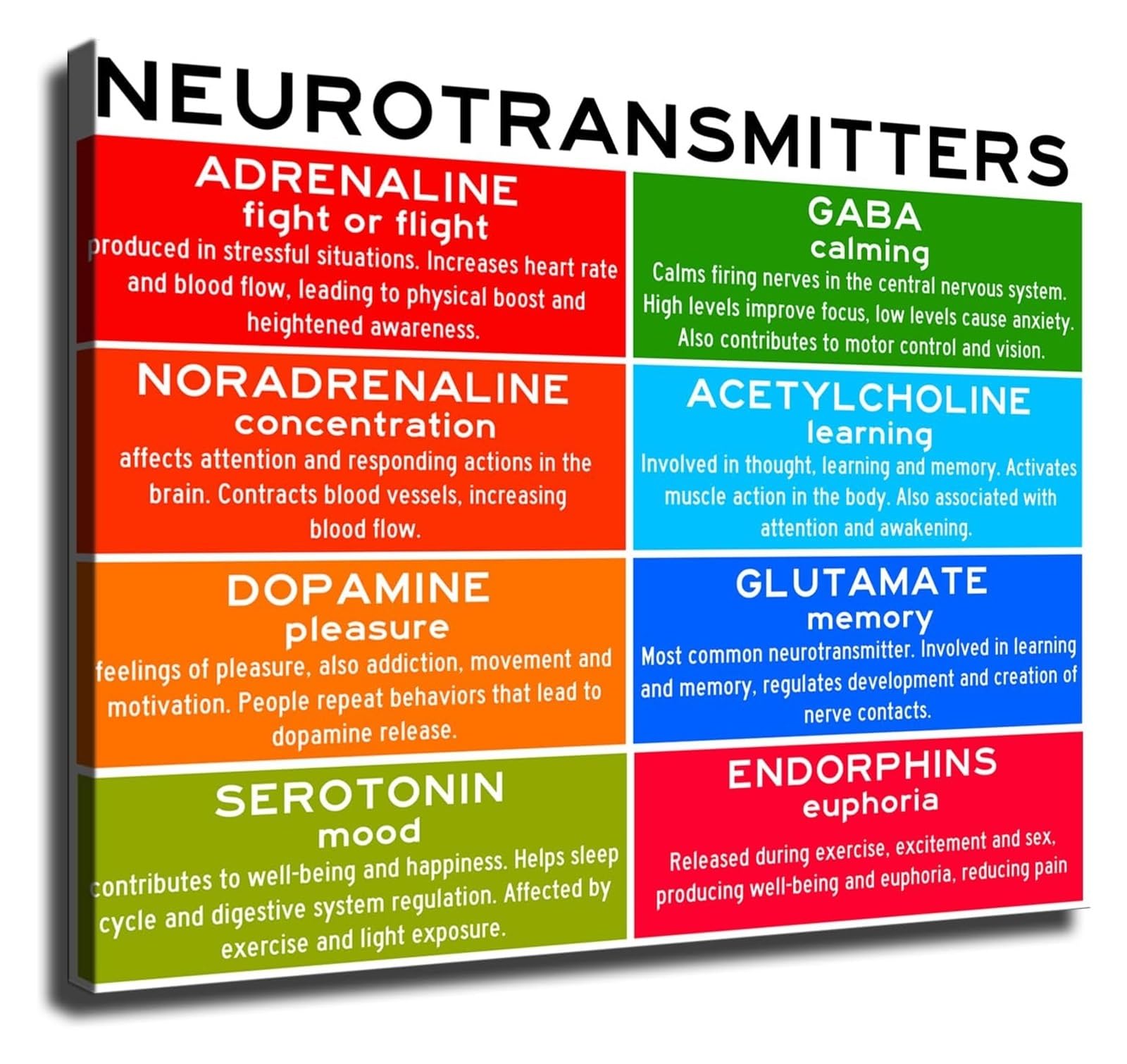 ZDVHOMCB Knowledge Canvas Poster Brain Neurotransmitter Infographic Chart Scientific Art Print Modern Wall Decor for Study Room Home Office Library Framed,12x18inch(30x45cm)