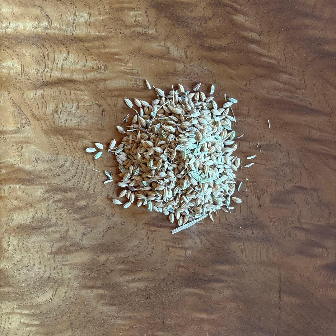Amazon.co.jp: 希少 にじのきらめき／種籾／自然栽培／30g : DIY・工具