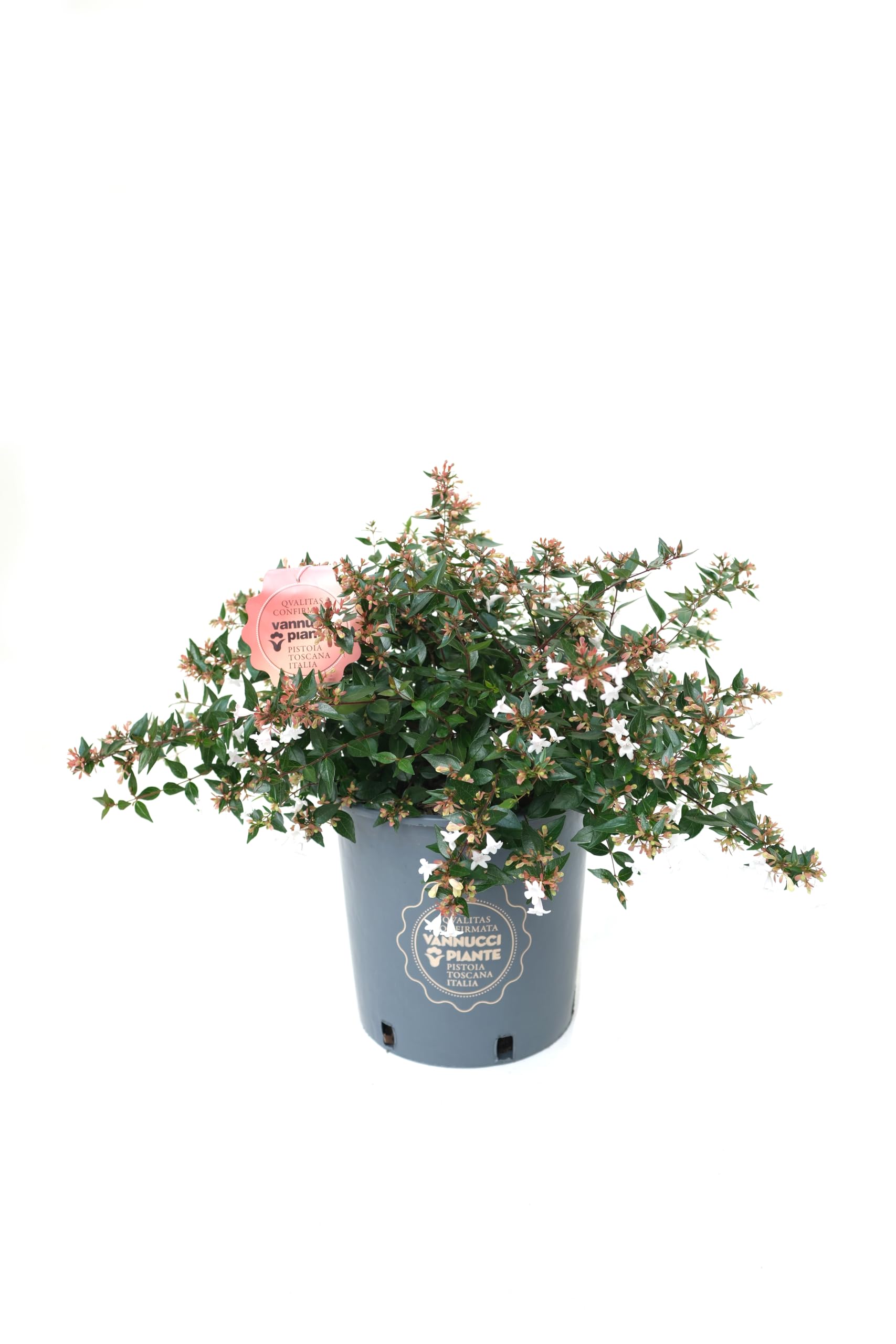 Vannucci Piante - Abelia grandiflora, pianta vera in vaso, pianta da terrazzo