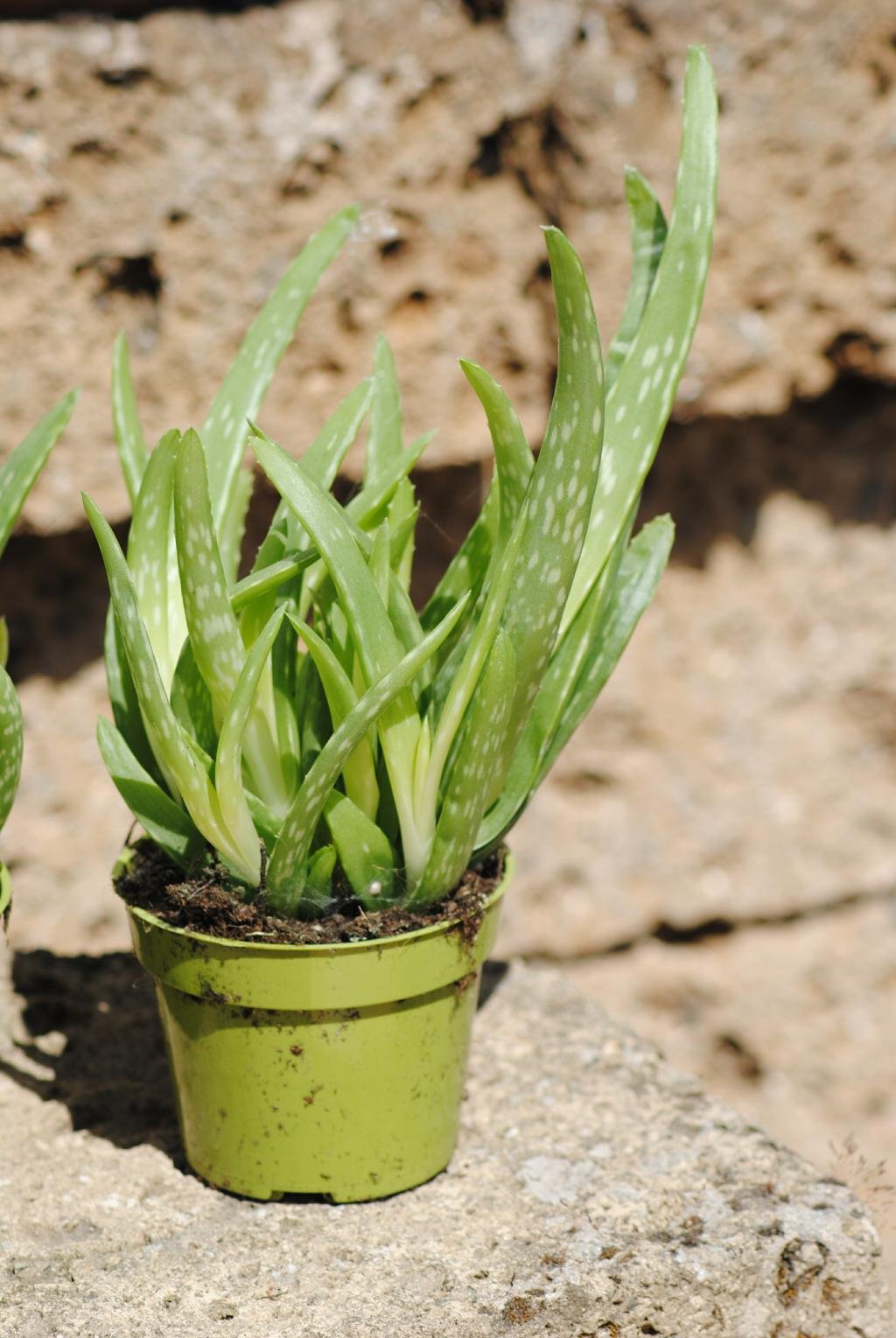 Echte Aloe Vera,ppige Pflanzen,ca. 30 cm Gesamthhe (2 Pflanzen) :  Amazon.de: Garten