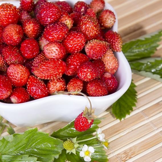 Seeds Alpine Strawberry Regina/Everbearing/All Year Round/Non GMO/Heirloom