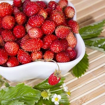 Seeds Alpine Strawberry Regina/Everbearing/All Year Round/Non GMO/Heirloom