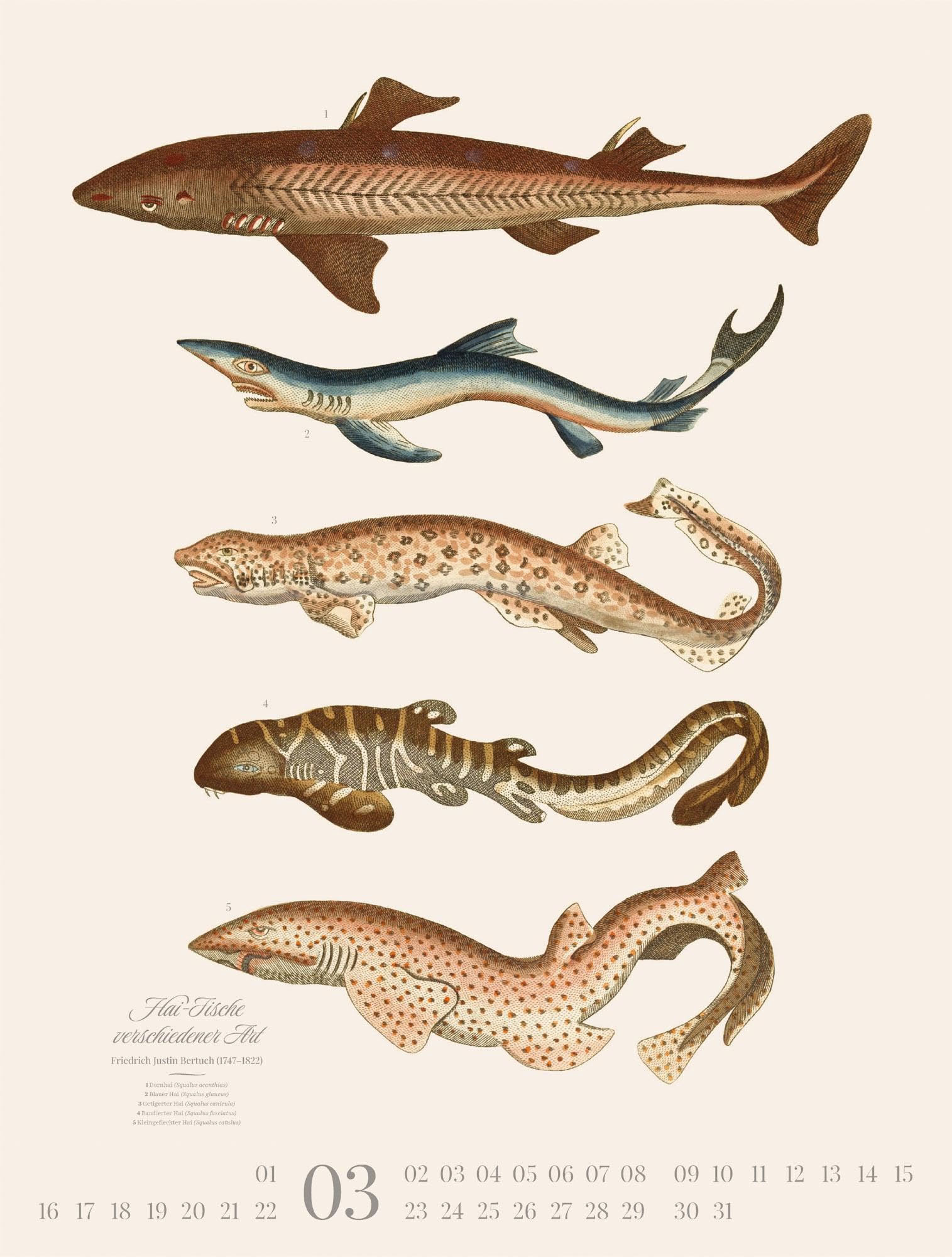 Fische Kalender 2026 | Dekorativer Retro-Kalender im großen Hochformat (50x66 cm) | Historische Tier-Illustrationen von Friedrich Justin Bertuch