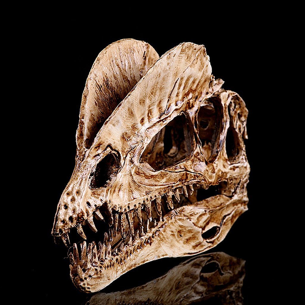 Dinosaur Skull Fossil Replica Model, Dilophosaurus Skeleton Resin Collectible for Home Bar Desktop Decoration Aquarium Ornament(White)