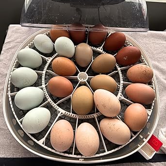 6 Fertile Chicken Hatching Eggs - Ready to hatch in just 21 days - Acosta's Farm