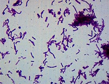 EISCO Bacillus Smear, Gram Negative Stain - Prepared Microscope Slide - 75 x 25mm - Biology & Microscopy