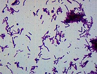 EISCO Bacillus Smear, Gram Negative Stain - Prepared Microscope Slide - 75 x 25mm - Biology & Microscopy