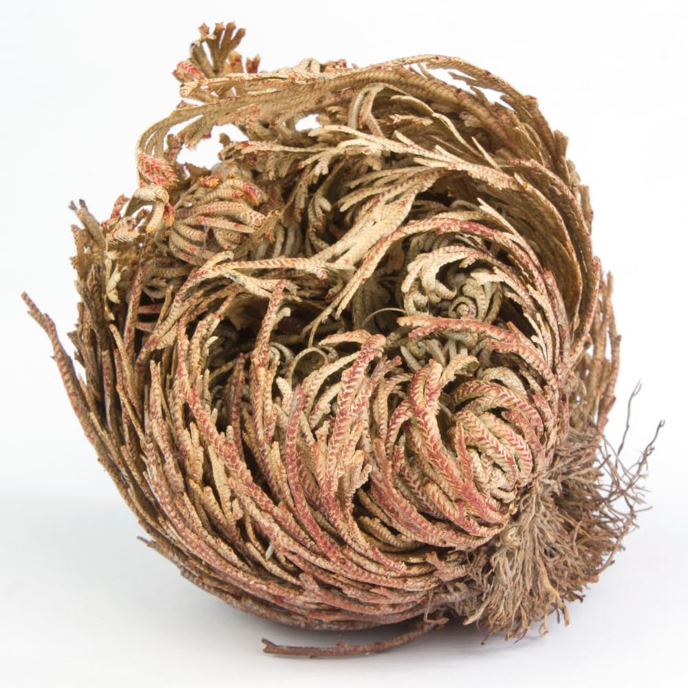 acquaverde | 2 Rose del Deserto, Pianta di Gerico Simbolo di Rinascita, Resurrezione e Purificazione, Rosa di Jerico per Casa e Decorazioni, Selaginella Lepidophylla Senza Radici e di Facile Cura