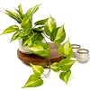 Product Photo 5