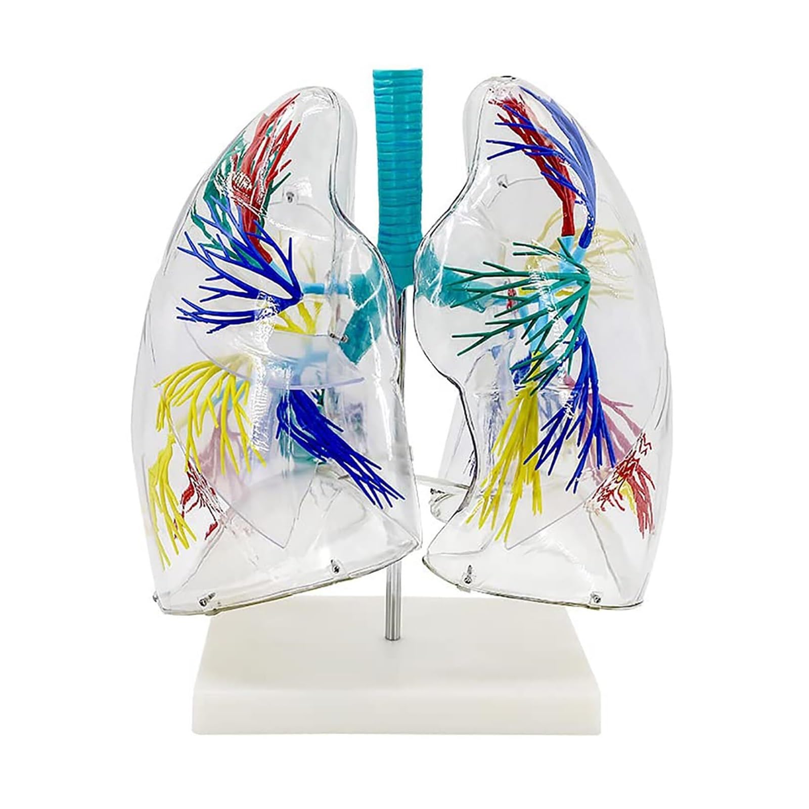Modèle pulmonaire transparent 3D pour l'enseignement de l'anatomie