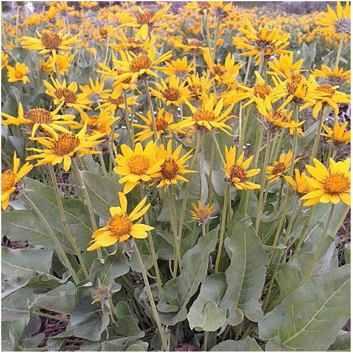 Everwilde Farms - 1/4 Lb Arrowleaf Balsamroot Native Wildflower Seeds - Gold Vault