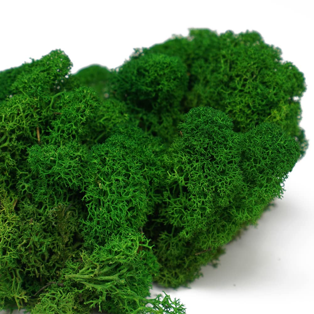 Eurofoto Islandmoos konserviert - echtes Natur-Moos zum Basteln und zur Dekoration - Farbe: Nature Green - Karton mit 1 kg Inhalt
