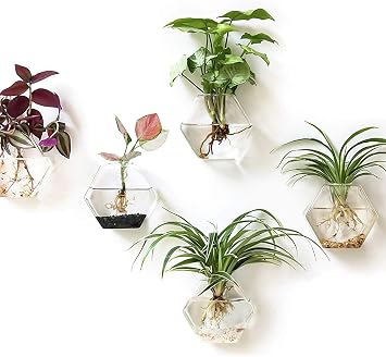 Kingbuy Hexagon Wall Planter Set - 3 Pack Glass Propagation Terrarium Vases with Hanging Mounts for Indoor Plants, Air Plants & Hydroponic Stations Home Office Decor, Plant Lover Gifts Medium
