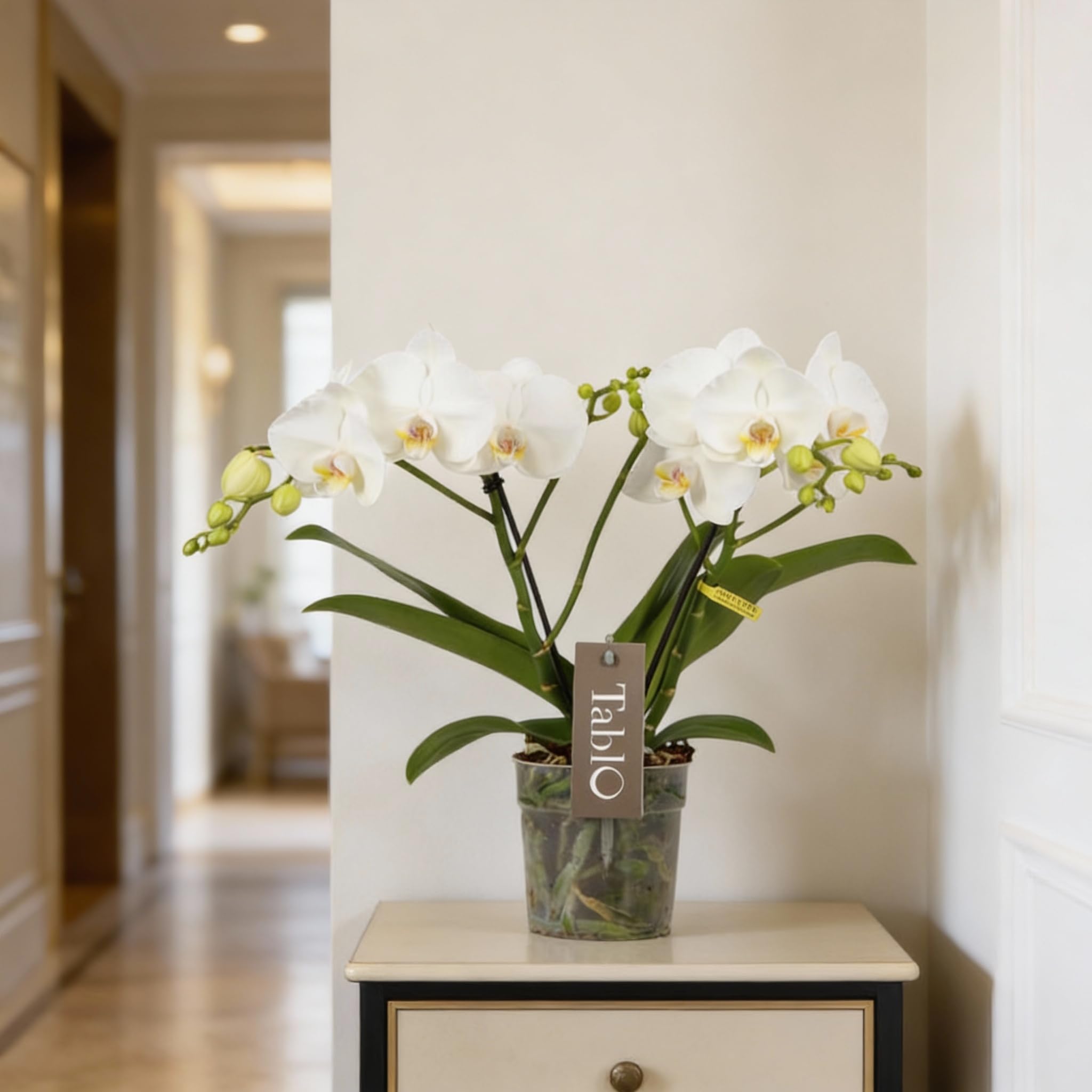 Phalaenopsis Tablo Champagne Opti-flor Orchidee