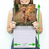 Vista 1371 de Razas de Perros 2017