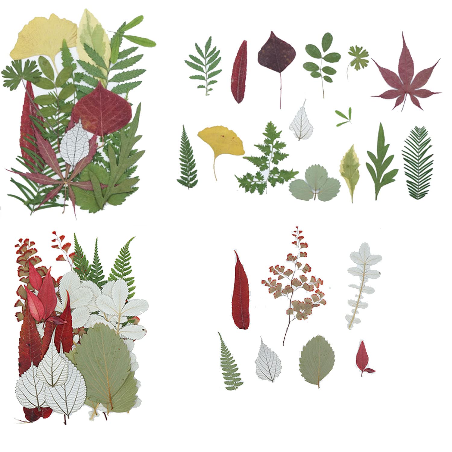 30 Piezas Flores Secas Naturales Y Hojas Prensadas - Para Manualidades, Resina, Scrapbooking Y DIY