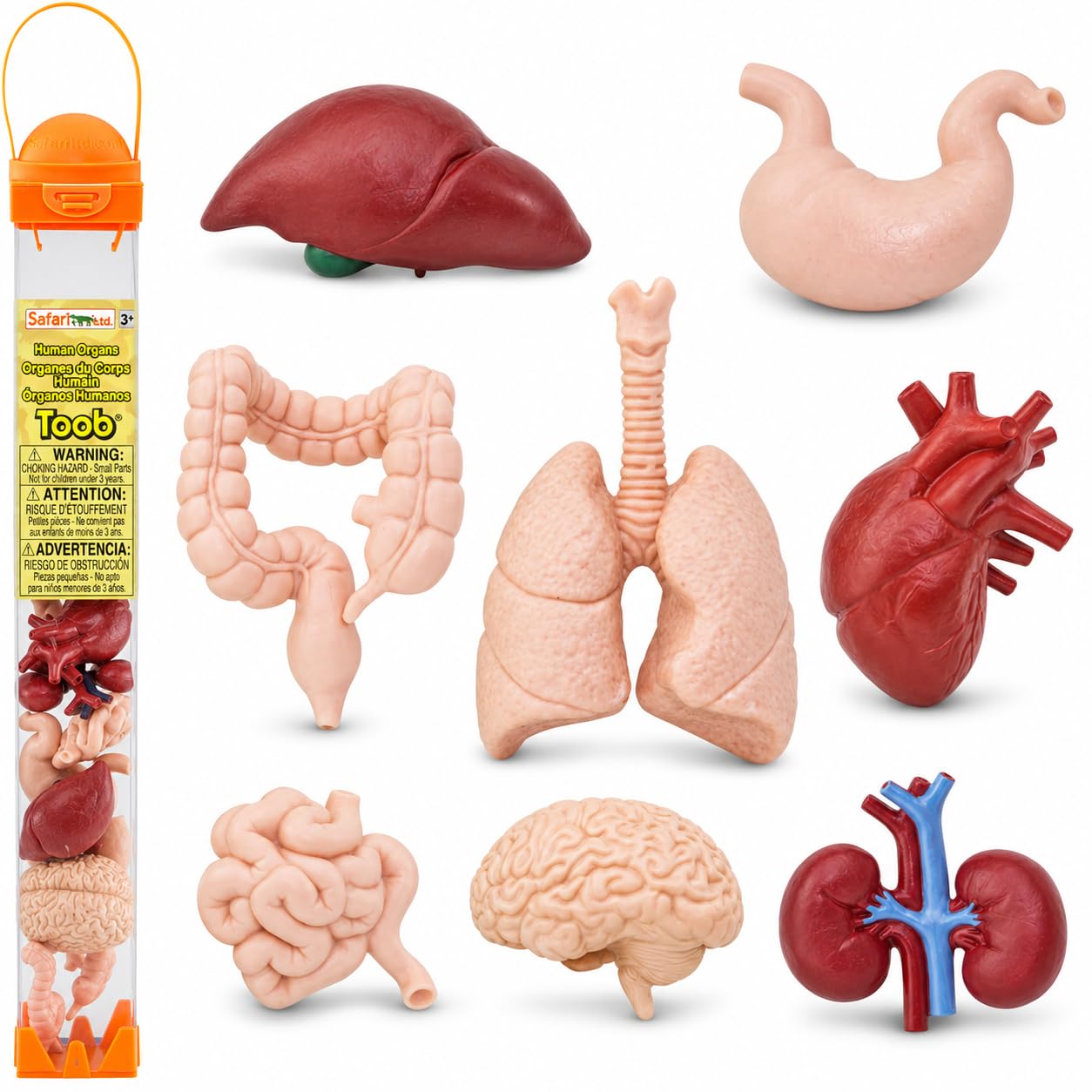 Amazon.com: Safari Ltd. Human Organs TOOB - 8 Mini Figurines