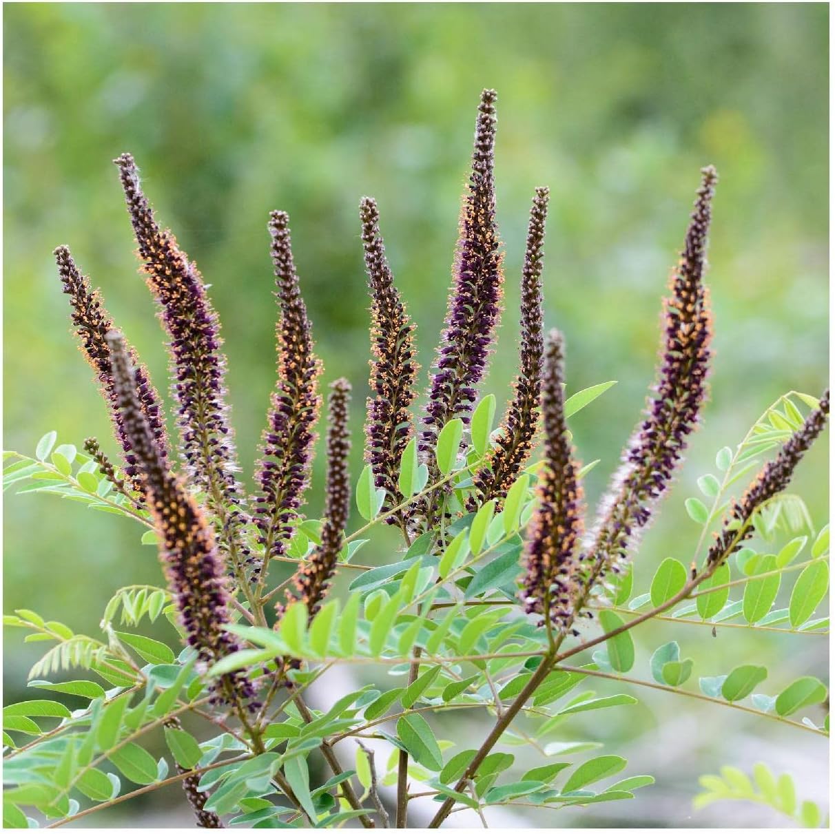 Everwilde Farms - 1/4 Lb False Indigo Native Wildflower Seeds - Gold Vault