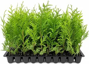 Thuja Green Giant Live Trees (10 Count) - Fast Growing Evergreen Privacy Screen