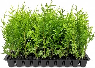 Best Fast Growing Evergreen Privacy Hedge for Quick Outdoor Screening ...