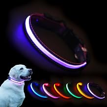 USB Rechargeable LED Dog Collar, Waterproof, Adjustable, Glowing, for Medium Dogs, Night Walking, Camping, Jogging, Purple, M Neck 15-24", Width 1"