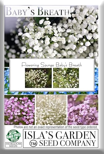 Miniatura 3 de Flowering Spurge - Semillas de flores de aliento de bebé para plantar, más de 25 semillas por paquete, semillas de jardín de Isla (semillas de