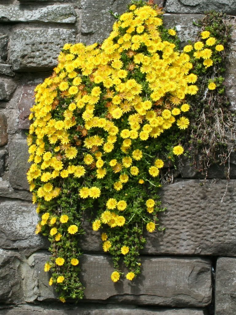 Creative Farmer Flower Seeds : Livingston Daisy Yellow Hanging Seeds For Monsoon Plant Seeds (4 Packets) Garden Plant Seeds (B077J5ZZDW) Amazon Price History, Amazon Price Tracker